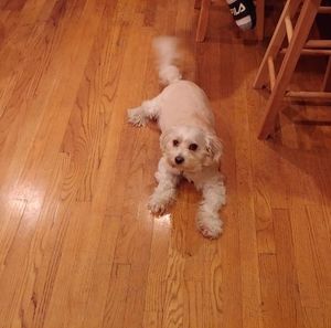 Meet your Posher, Toni